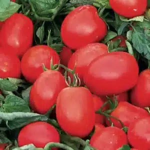 Насіння овочів на сайті магазину good-harvest.ua.